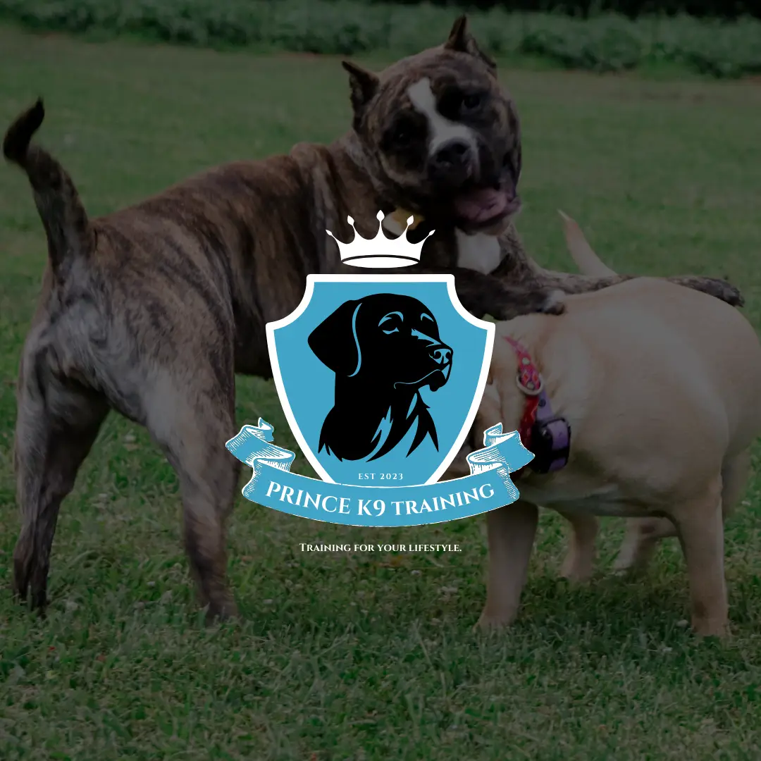 Prince K9 Training